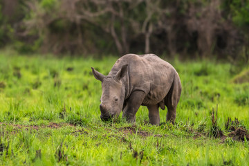 Obraz premium White rhinoceros (Ceratotherium simum) with calf in natural habitat, South Africa