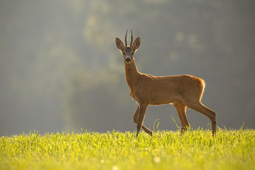 Roe deer, capreolus capreolus, buck in summer. Wild animal in backlight walking. Wildlife scenery of mammal approaching.