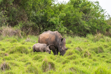 Fototapeta premium White rhinoceros (Ceratotherium simum) with calf in natural habitat, South Africa