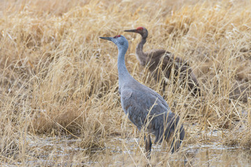 Migrating Greater Sandhill Cranes in Monte Vista, Colorado