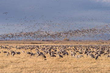 Fototapeta na wymiar Migrating Greater Sandhill Cranes in Monte Vista, Colorado