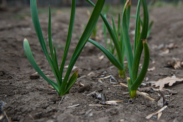 Young green shoots of garlic. Green feathers of garlic in the garden