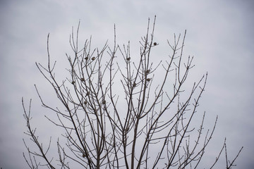Birds are sitting on the branches of a tree