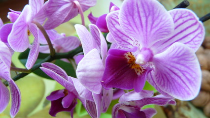 Obraz premium Orchidee