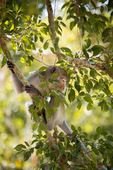 The monkey lives on the tree.