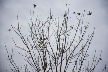 Obraz premium Birds take off from the tree