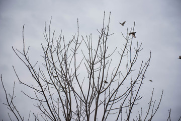 Birds take off from the tree