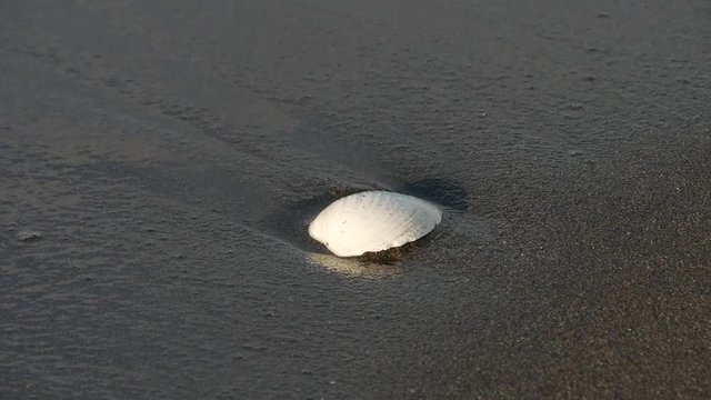 shell on beach