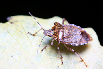 stinkbug on plant