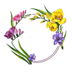 freesia watercolor illustration flower color