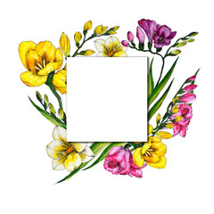 freesia watercolor illustration flower color