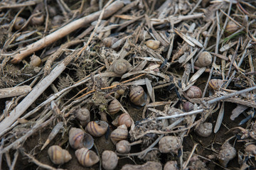 River shells on the river bank