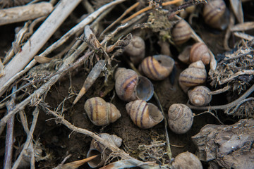 River shells on the river bank
