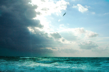 flying gull over the storm sea