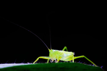 longhorned grasshoppers nymphs