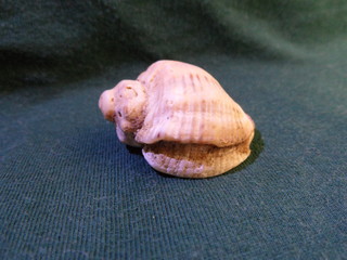 sea shell on black background
