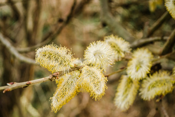 blooming flowers plants - Salix caprea © caocao191