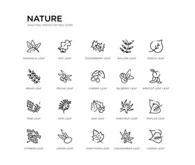 set of 20 line icons such as oak leaf, yew leaf, pine leaf, bilberry cherry pecan briar willow gooseberry nut nature outline thin icons collection. editable 64x64 stroke
