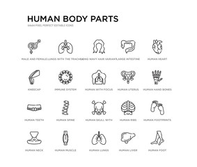 set of 20 line icons such as human skull with crossed bones, human spine, human teeth, uterus, with focus on the lungs, immune system, kneecap, large intestine, long wavy hair variant, lungs with