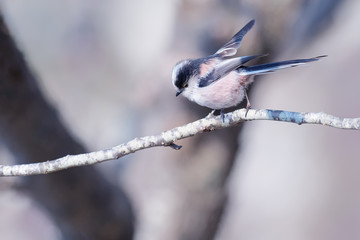 Long tailed tit perching on branch