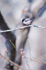 Long tailed tit perching on branch