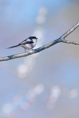 Long tailed tit perching on branch