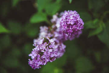 Sweet Lilac on the green background. Sweet Lilac. Lilac flowers