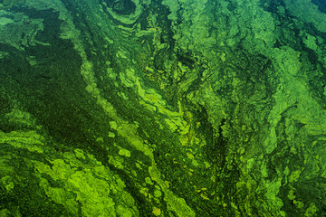 green algae on the surface of the water. flowering water as background or texture - obrazy, fototapety, plakaty