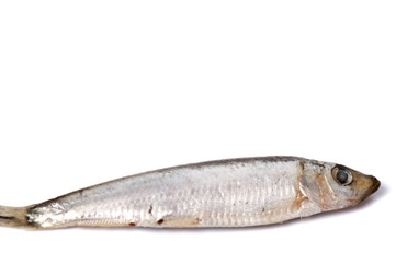 Fototapeta premium Dry fish isolated on white background. horizontal photo.