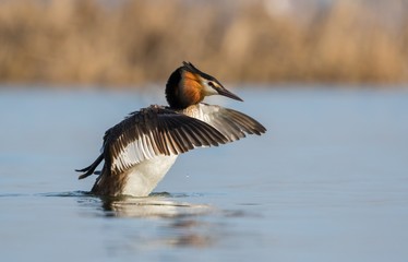 skrzydlaty perkoz © dejuna