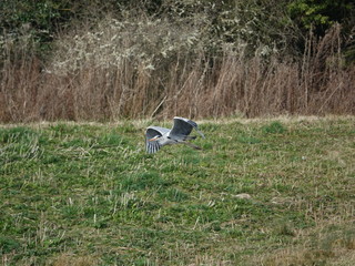 grey heron (Ardea cinerea) in flight with nesting material