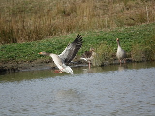 greylag goose (Anser anser) coming in to land on water