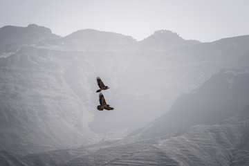 Two big birds flying in front of a beautiful mountain range in Lalibela in Ethiopia