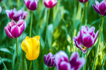 Close-up of Colorful Tulip Flowers Blooming in the Park