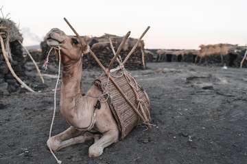 Lying camel in front of isolated village at  the erta ale volcano in ethiopia