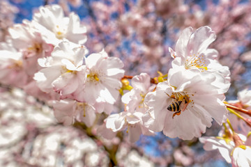 Honigbiene in Kirschblüte