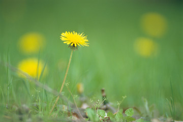 Dandelion in the grass - 草むらのタンポポ
