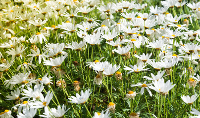 Close-up detail of a field of newly born daisies on a sunny afternoon spring day