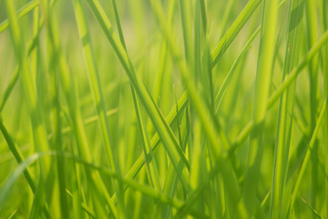 Green grass in eye level view for background or graphic design.