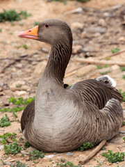 Greylag goose (Anser anser) at zoo park