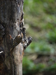 Obraz premium treecreeper (Certhia familiaris)