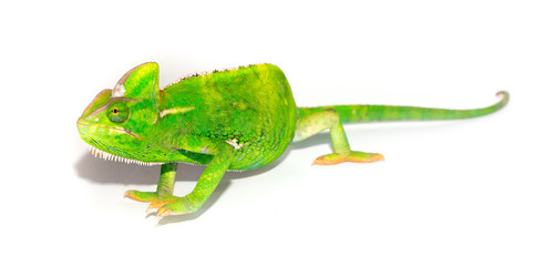 Fototapeta premium Beautiful Chameleon closeup isolated on white background. Multicolor beautiful reptile chameleon with colorful bright skin. The concept of disguise and bright skins. Exotic tropical animal.