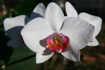 Orchid, phalaenopsis. Wallpaper. Close-up. Beautiful flower.