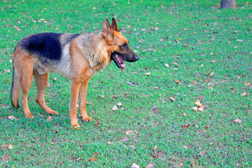 Shepherd, animals, pets, domestication, gentle, fierce, robust, lovely, hunting, outdoor, health, mammals, closeup, mouth, tongue, eyes, ears, alert, grass, weeds, prostrate, lying, lying down, rest