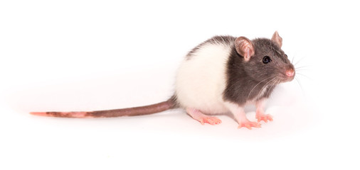 Beautiful rat isolated on white background. Home Mouse symbol 2020 new year. He eats food of a worm and sunflower seeds and stands on his hind legs.