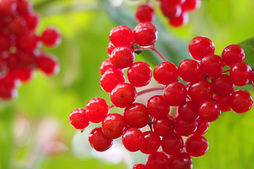 Branch viburnum, viburnum opulus, ripe juicy red berries with green leaves, macro. Harvest