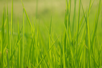 Fototapeta na wymiar Green grass in eye level view for background or graphic design.