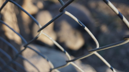 Wildscheine eingezäunt in einem Wildgehege mit einem Zaun