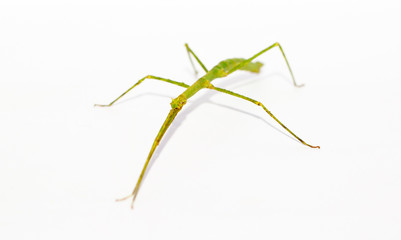 Insect sticks Spanish isolated on white background. Exotic pet hand insect stick insect. 
