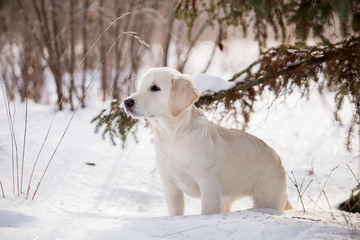 Golden Retriever in the winter forest
